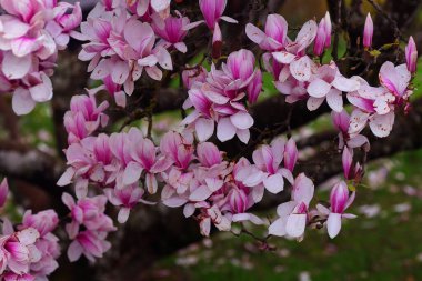 Manolya çiçekleri ilkbaharda çiçek açar. Pembe manolya çiçekleri. Pembe çiçekli güzel manolya ağaçları. Doğal arkaplan.