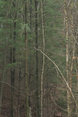 Yosun ağaçları ve devrilmiş ağaç gövdeleri olan sonbahar ormanı. Orman ağaçları. Doğa yeşil ahşap güneş ışığı arka planı. Baharda orman ağaçları