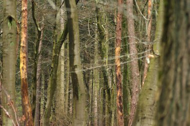 Yosun ağaçları ve devrilmiş ağaç gövdeleri olan sonbahar ormanı. Orman ağaçları. Doğa yeşil ahşap güneş ışığı arka planı. Baharda orman ağaçları