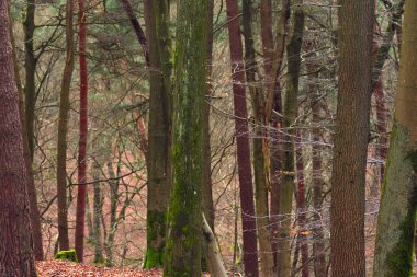 Önünde yaprakları dökülen sonbahar ormanı, sonbahar renklerinde ladin ormanı. Sonbaharda orman. doğa serisi