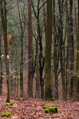 Önünde yaprakları dökülen sonbahar ormanı, sonbahar renklerinde ladin ormanı. Sonbaharda orman. doğa serisi