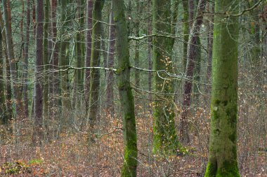 Önünde yaprakları dökülen sonbahar ormanı, sonbahar renklerinde ladin ormanı. Sonbaharda orman. doğa serisi