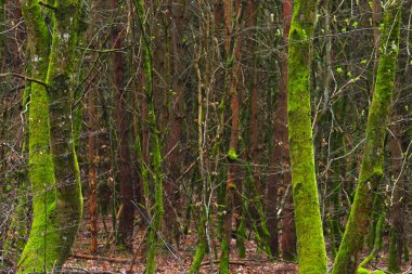 Ormandaki ağaçlar ve huş ağaçları. Ormanda ilkbaharın başlarında.