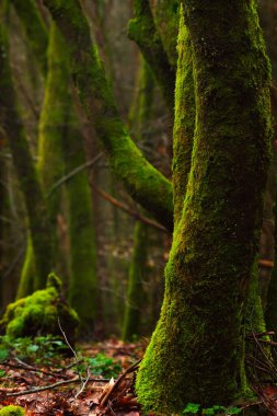 Ormandaki yosunlu ağaçlar. Sığ alan derinliği. Sonbahar mevsiminde ormanda yeşil yosunlu ağaç gövdeleri..