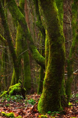 Ormandaki yosunlu ağaçlar. Sığ alan derinliği. Sonbahar mevsiminde ormanda yeşil yosunlu ağaç gövdeleri..