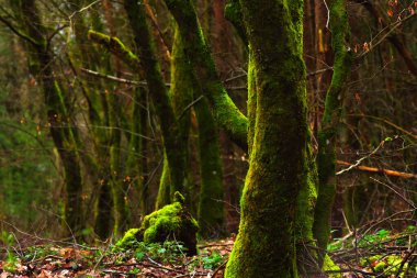 Ağaçların gövdesindeki sisli bir yosun üzerinde ormanda yosunlu ağaç gövdeleri. Güzel yeşil arkaplan