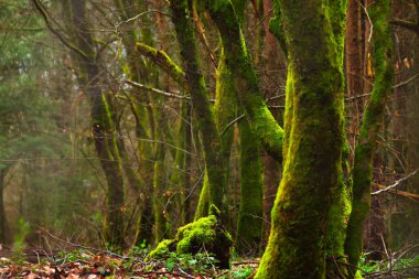 Ağaçların gövdesindeki sisli bir yosun üzerinde ormanda yosunlu ağaç gövdeleri. Güzel yeşil arkaplan