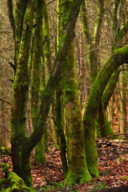 Ağaçların gövdesindeki sisli bir yosun üzerinde ormanda yosunlu ağaç gövdeleri. Güzel yeşil arkaplan