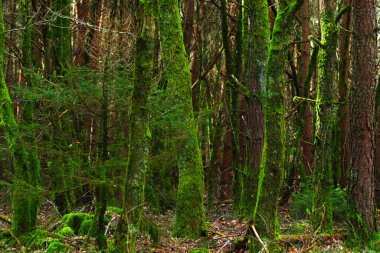 Ağaçların gövdesindeki sisli bir yosun üzerinde ormanda yosunlu ağaç gövdeleri. Güzel yeşil arkaplan