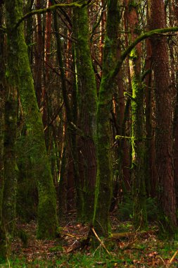 Ağaçların gövdesindeki sisli bir yosun üzerinde ormanda yosunlu ağaç gövdeleri. Güzel yeşil arkaplan