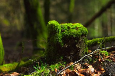 Ormandaki bir kütükte yosun. Sığ alan derinliği.