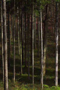Ormandaki bir kütükte yosun. Sığ alan derinliği.