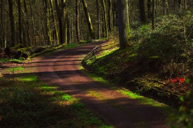 Ormandaki çam ağaçları. Sonbahar manzarası. Orman arkaplanı.