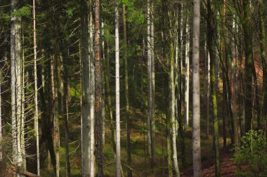 Ormandaki çam ağaçları. Sonbahar manzarası. Orman arkaplanı.