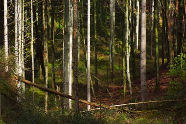 Ormandaki çam ağaçları. Sonbahar manzarası. Orman arkaplanı.