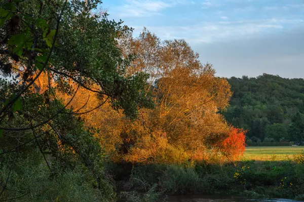 Nehrin kıyısında renkli ağaçlarla sonbahar manzarası. Gün batımında kırsalda söğüt ağaçları ve nehirle birlikte sarı ve turuncu renkte ağaçlar ve ağaçlarla dolu sonbahar manzarası.