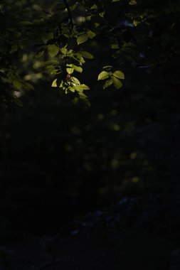 Karanlık bir ormandaki bir ağacın yaprakları arasından gün ışığı..