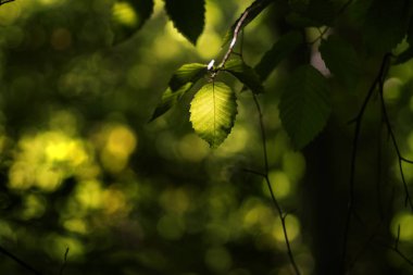 Güneşli bir günde yeşil yapraklar arkaplanda bokeh ve kopyalama alanı.