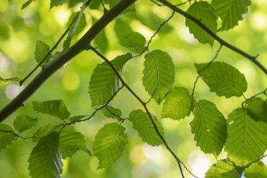 Güneşli bir günde arka planda yeşil yapraklar bulanık arkaplan ve bokeh.