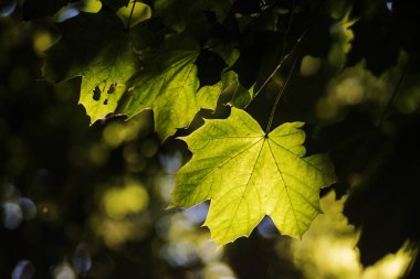 Bulanık bir arka planda yeşil akçaağaç yaprakları. Seçici odak.