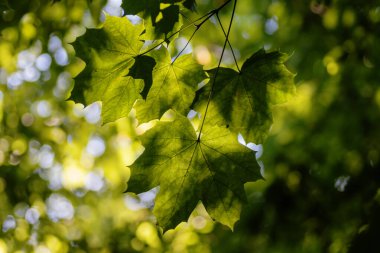 Yeşil akçaağaç yaprakları ormanda yeşil bir arka planda. Sığ alan derinliği.