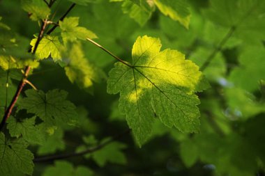 Baharda güneş ışığında yeşil akçaağaç yaprakları, sığ arazi derinliği.
