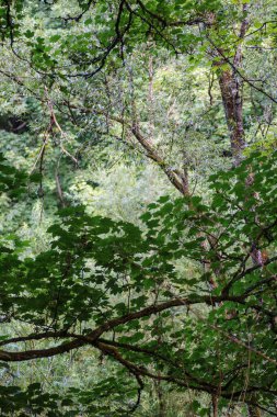Ağaçları ve yeşil yaprakları olan yaz ormanı, aşağıdan gökyüzüne bakıyor..