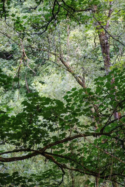 Ağaçları ve yeşil yaprakları olan yaz ormanı, aşağıdan gökyüzüne bakıyor..