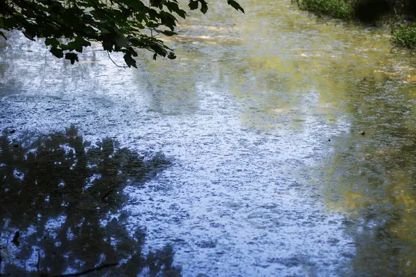 Güneşli bir yaz gününde su birikintisindeki ağaçların yansıması..