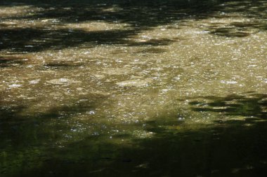 Sudaki ağaçların yansıması. Soyut arkaplan ve doku.