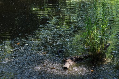 Parktaki suyun yüzeyindeki devrilmiş ağaç..