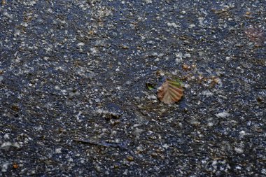 Islak suda düşen yaprak. Yakın plan. Seçici odak.