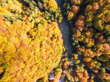 Bulgaristan 'ın Vitosha Dağı' nın şaşırtıcı sonbahar manzarası