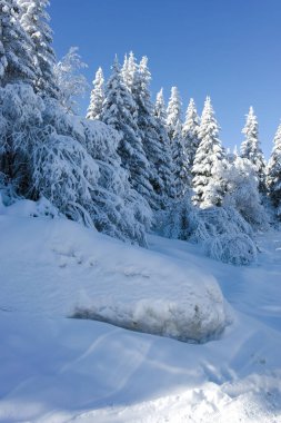 Bulgaristan 'ın Sofya Şehir Bölgesi, Vitosha Dağı' nın İnanılmaz Kış manzarası