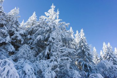 Bulgaristan 'ın Sofya Şehir Bölgesi, Vitosha Dağı' nın İnanılmaz Kış manzarası