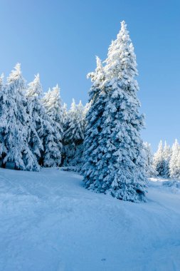 Bulgaristan 'ın Sofya Şehir Bölgesi, Vitosha Dağı' nın İnanılmaz Kış manzarası