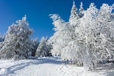 Bulgaristan 'ın Sofya Şehir Bölgesi, Vitosha Dağı' nın İnanılmaz Kış manzarası