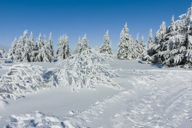 Bulgaristan 'ın Sofya Şehir Bölgesi, Vitosha Dağı' nın İnanılmaz Kış manzarası