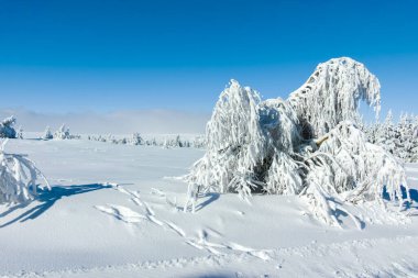 Bulgaristan 'ın Sofya Şehir Bölgesi, Vitosha Dağı' nın İnanılmaz Kış manzarası