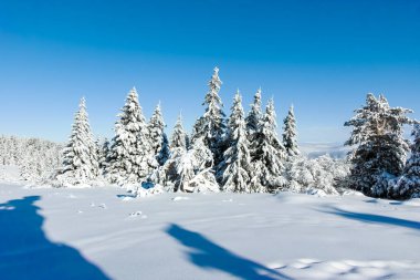 Bulgaristan 'ın Sofya Şehir Bölgesi, Vitosha Dağı' nın İnanılmaz Kış manzarası