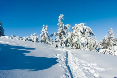 Bulgaristan 'ın Sofya Şehir Bölgesi, Vitosha Dağı' nın İnanılmaz Kış manzarası