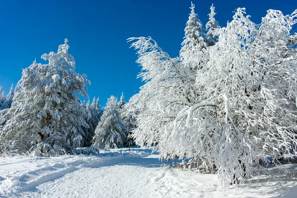Εκπληκτικό Χειμερινό Τοπίο Του Βουνού Vitosha Περιφέρεια Της Πόλης Της — Φωτογραφία Αρχείου