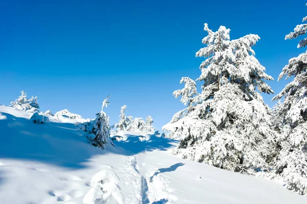 stock image Amazing Winter landscape of Vitosha Mountain, Sofia City Region, Bulgaria