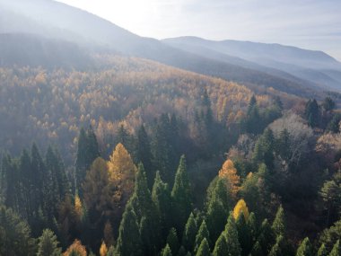 Bulgaristan 'ın Kyustendil bölgesindeki Bogoslov köyü yakınlarındaki Eski Sequoia ormanlarının hava manzarası