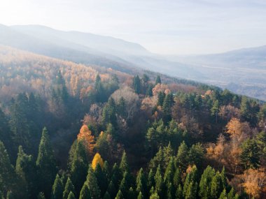 Bulgaristan 'ın Kyustendil bölgesindeki Bogoslov köyü yakınlarındaki Eski Sequoia ormanlarının hava manzarası