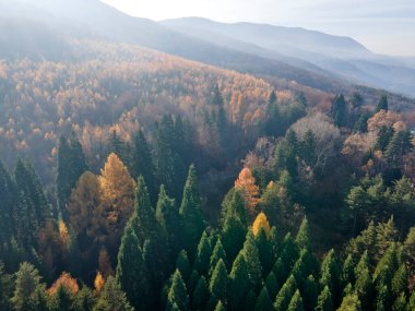 Bulgaristan 'ın Kyustendil bölgesindeki Bogoslov köyü yakınlarındaki Eski Sequoia ormanlarının hava manzarası