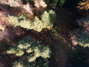 Bulgaristan 'ın Kyustendil bölgesindeki Bogoslov köyü yakınlarındaki Eski Sequoia ormanlarının hava manzarası