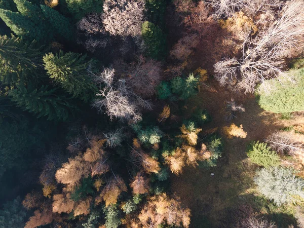 stock image Aerial view of Old Sequoia forest near village of Bogoslov, Kyustendil region, Bulgaria