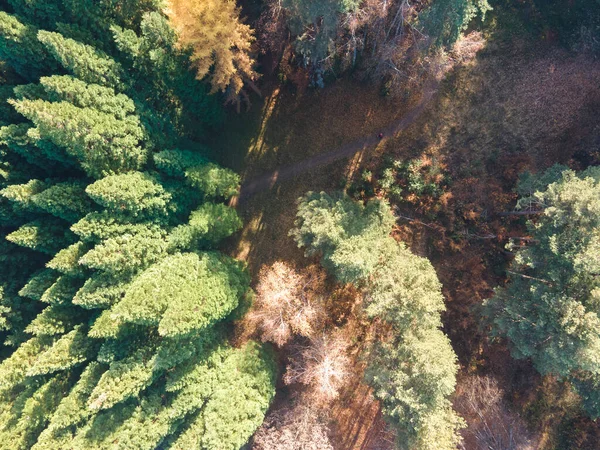 stock image Aerial view of Old Sequoia forest near village of Bogoslov, Kyustendil region, Bulgaria