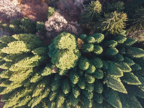 Luftaufnahme Des Alten Sequoia Waldes Der Nähe Des Dorfes Bogoslov — Stockfoto